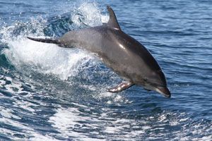Bottlenose Dolphins