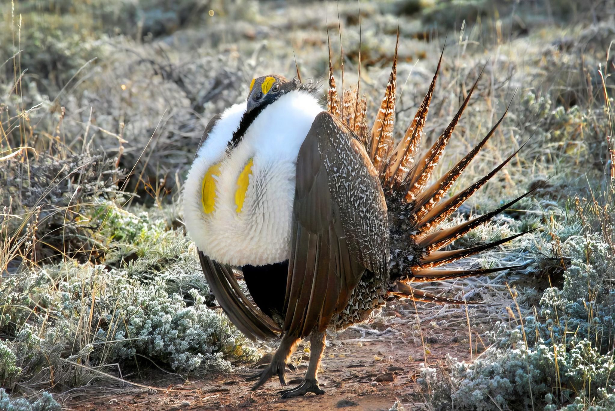 Greater Sage-Grouse