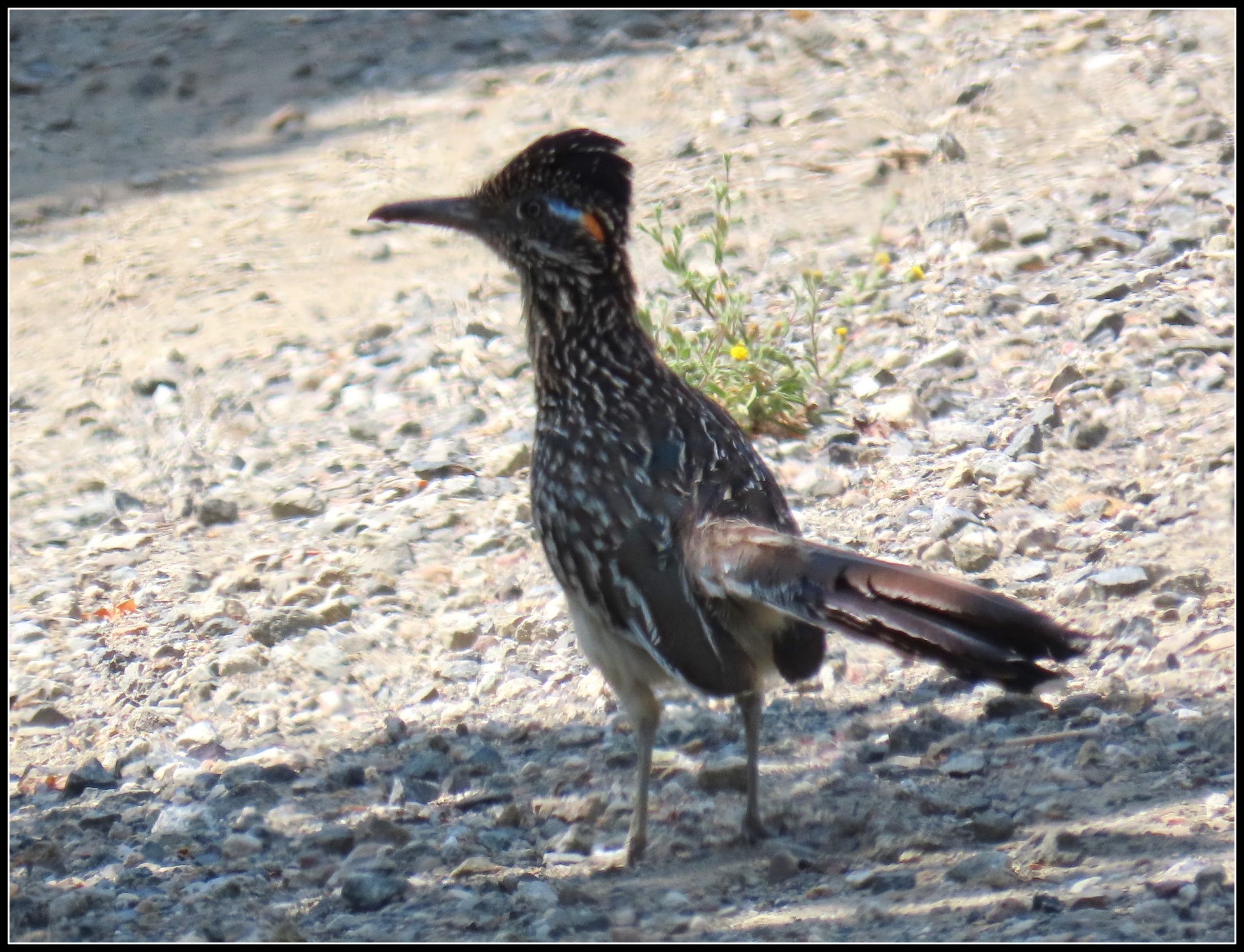 road runner