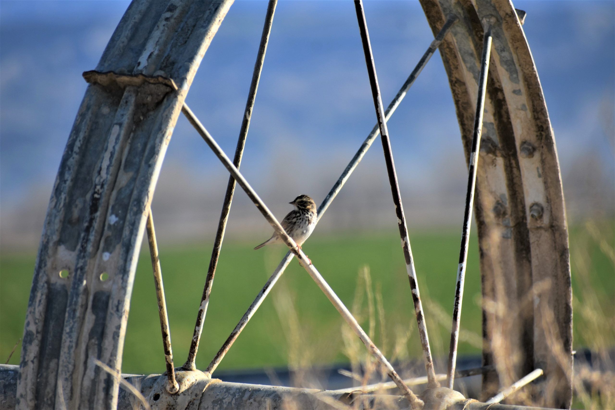 Savannah San Jacinto