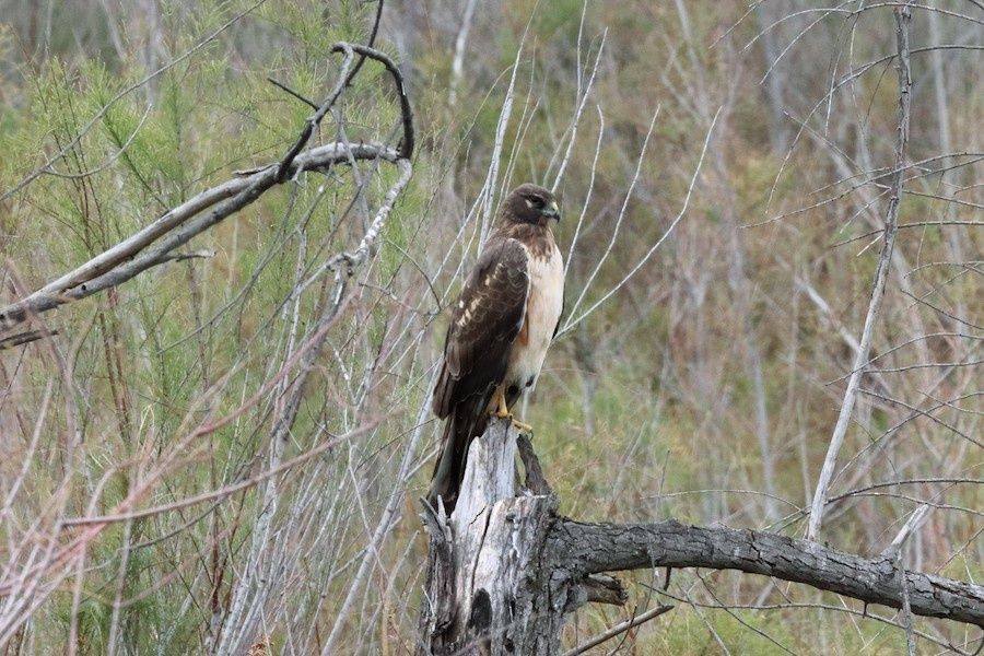 northern-harrier
