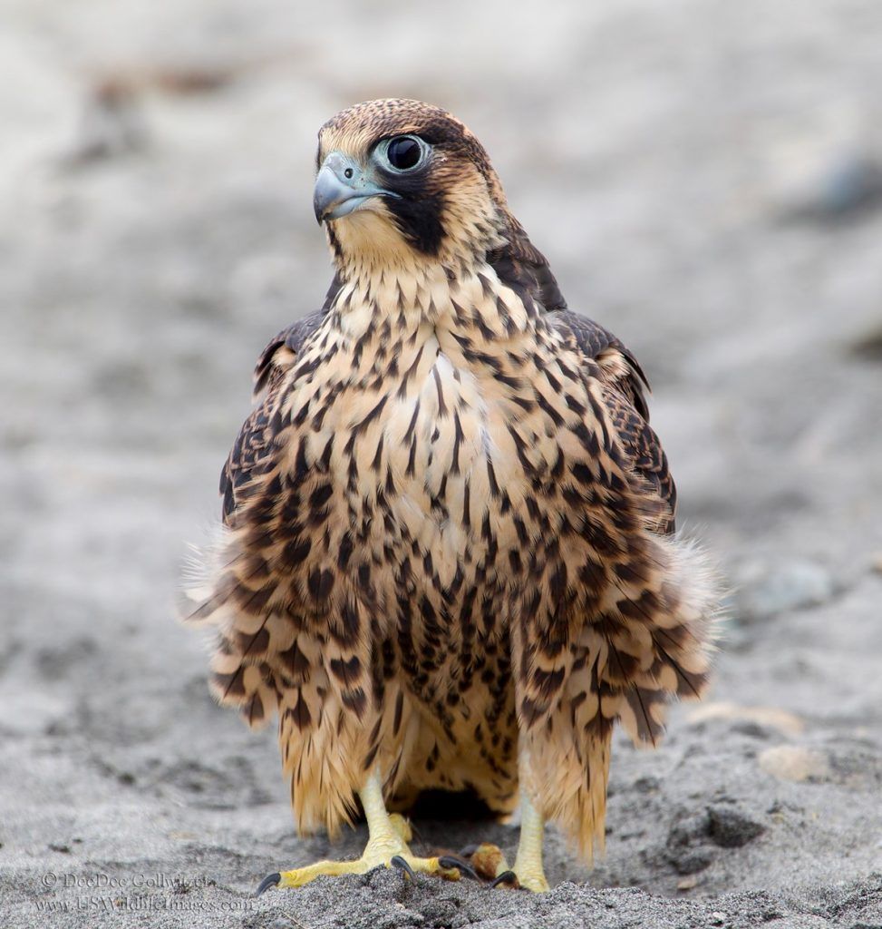 Raptors And Research Sea Sage Audubon Society