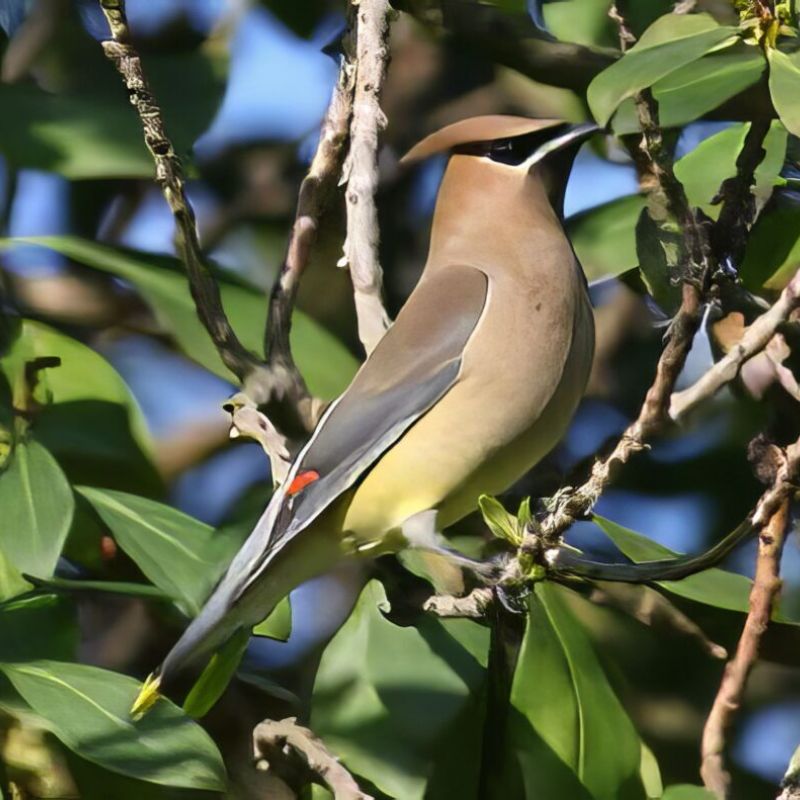 Cedar Waxwing photo by Dr. Bruce Odou