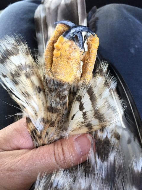 RLHA Foot, Scott Thomas