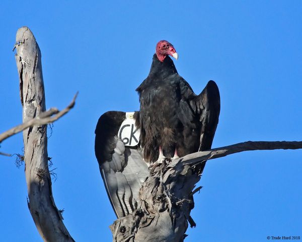 turkey vulture