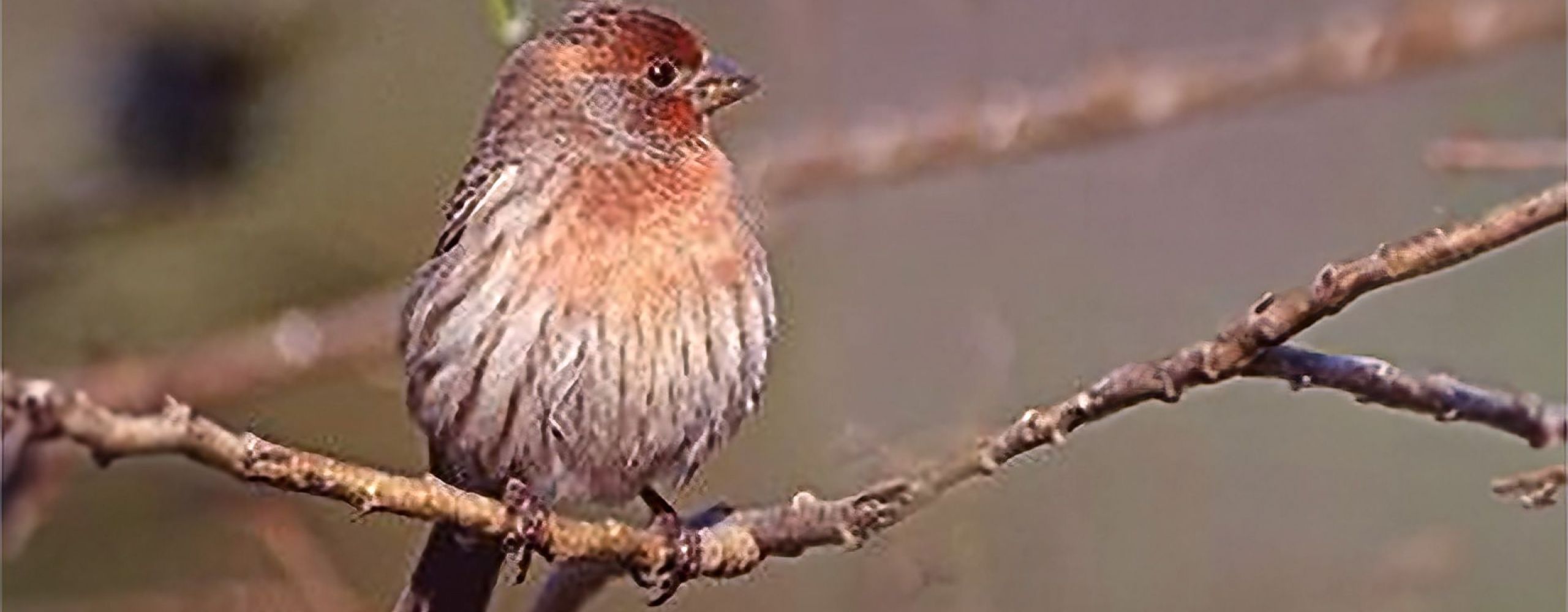 House finch