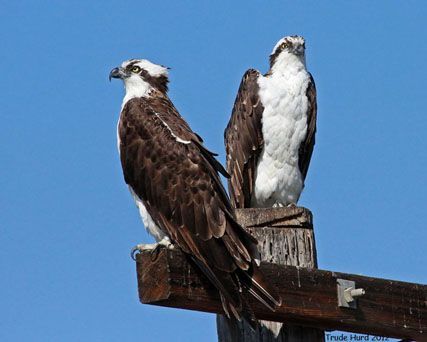 Ospreys