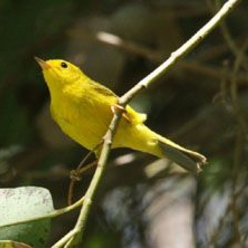 Wilson's Warbler