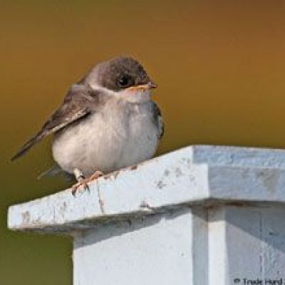 Tree Swallow fledgling