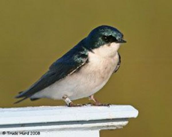 swallow
