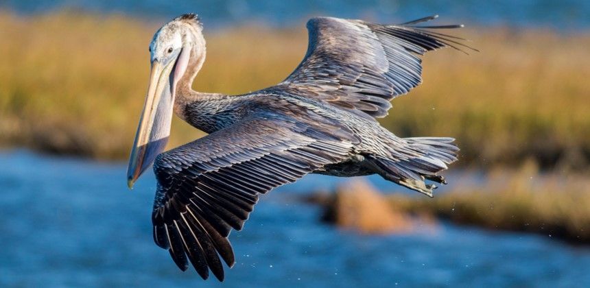 California Brown Pelican