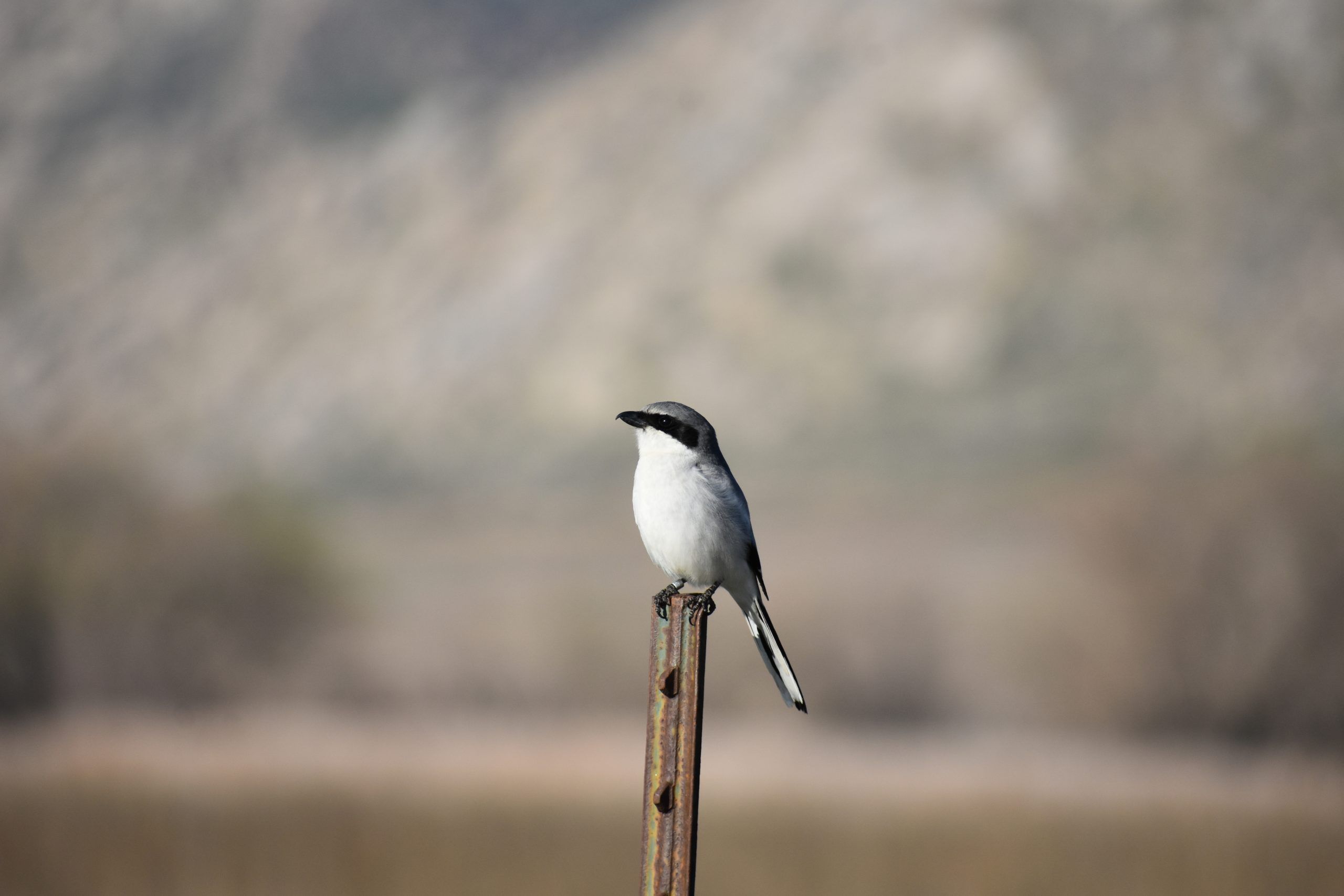 Bell's sparrow
