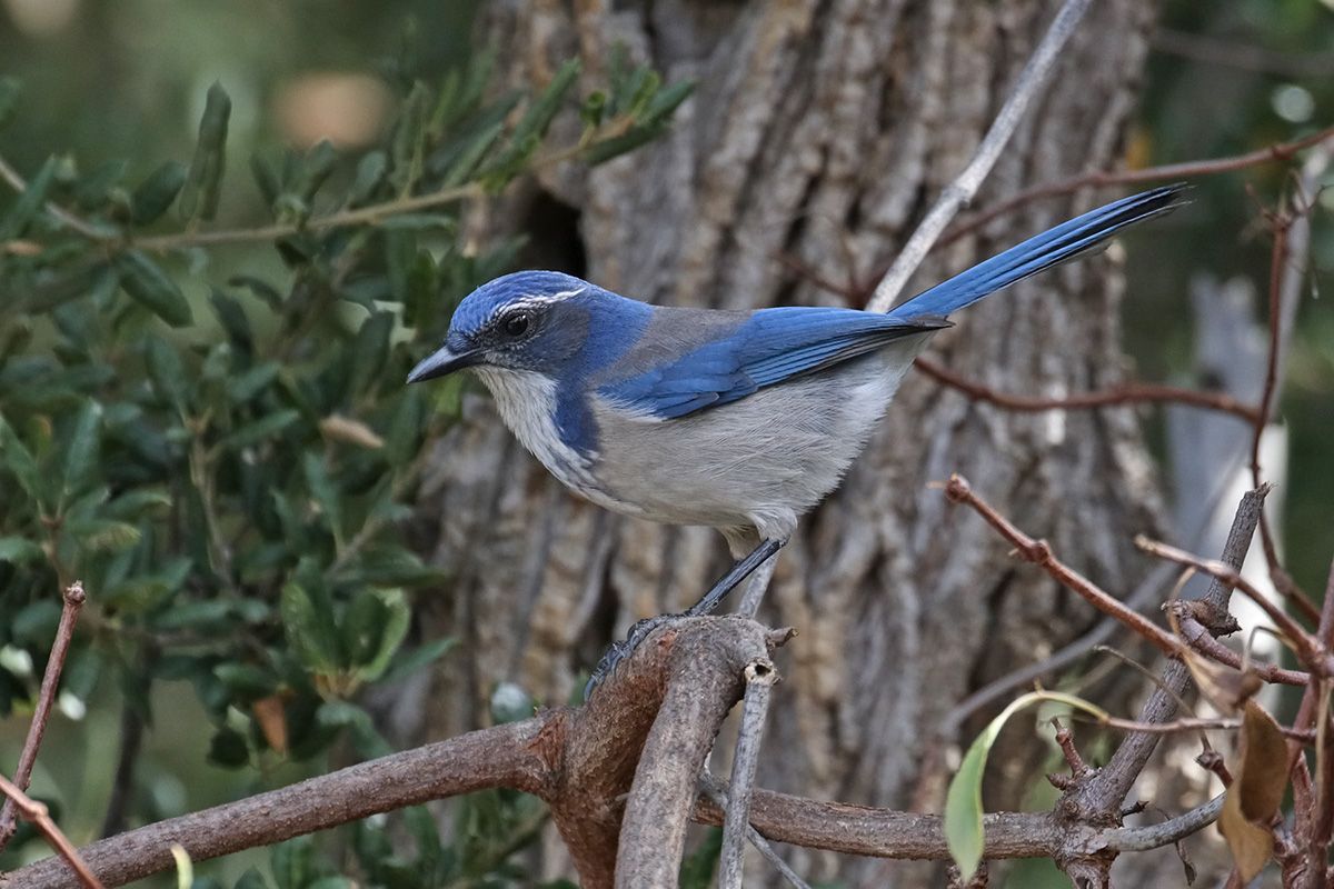 SCRUB-JAY Catch Lite IMG_5391x