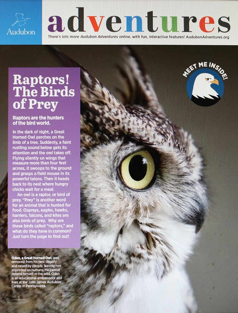  Raptors The Birds of Prey 