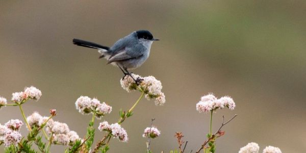 Male California Gnatcatcher 