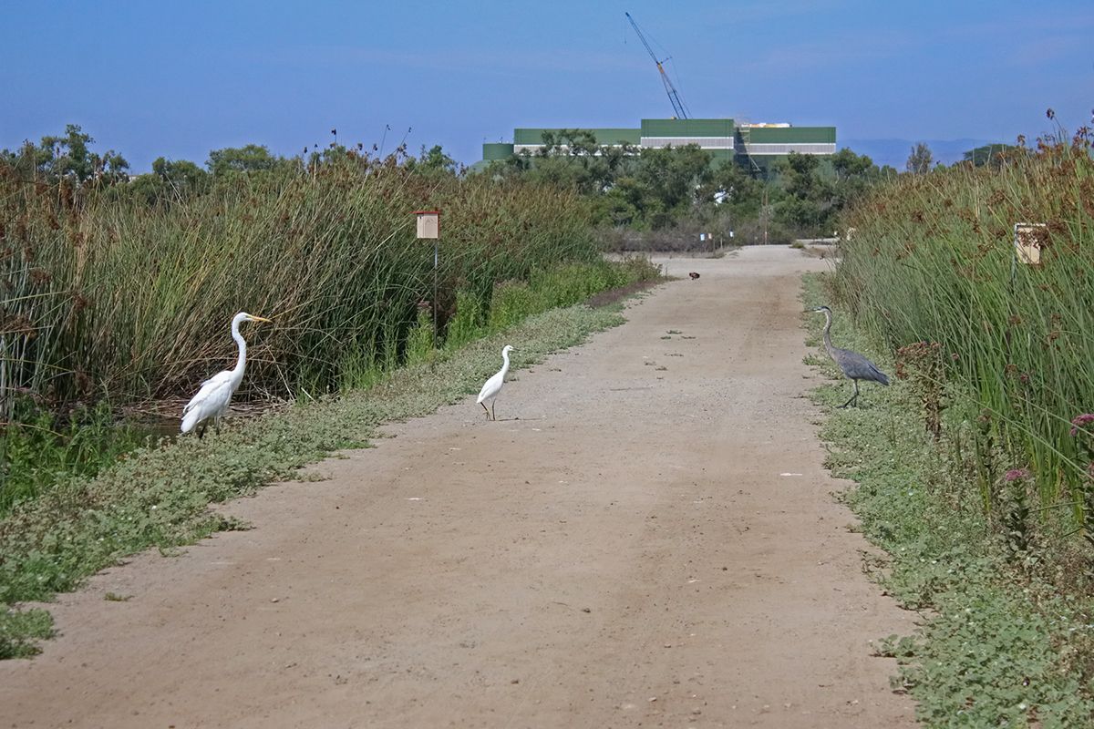 Egrets on Road