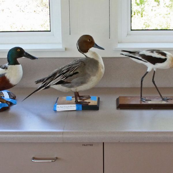taxidermy