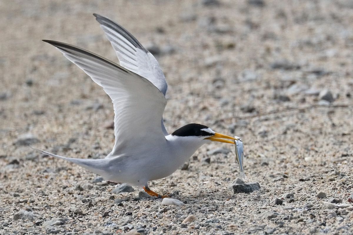 LEAST TERN PAI