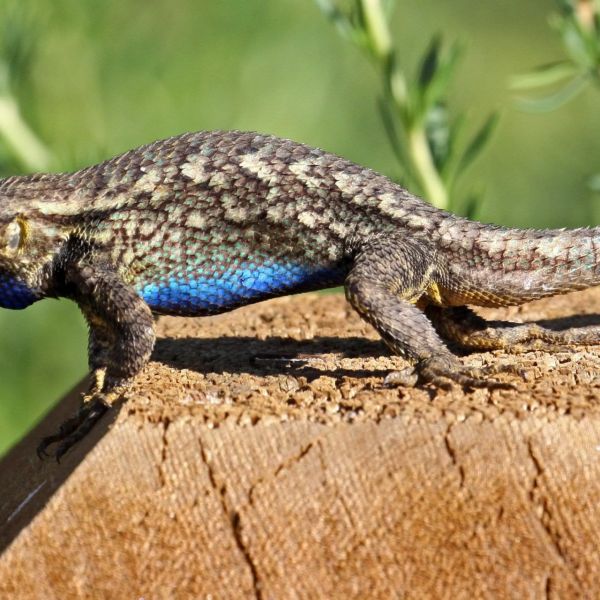 Discover Reptiles & Amphibians