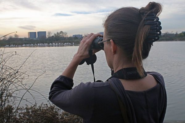 15 WHITE PELICAN RESEARCHER Colleen Stevens IMG_8267xc