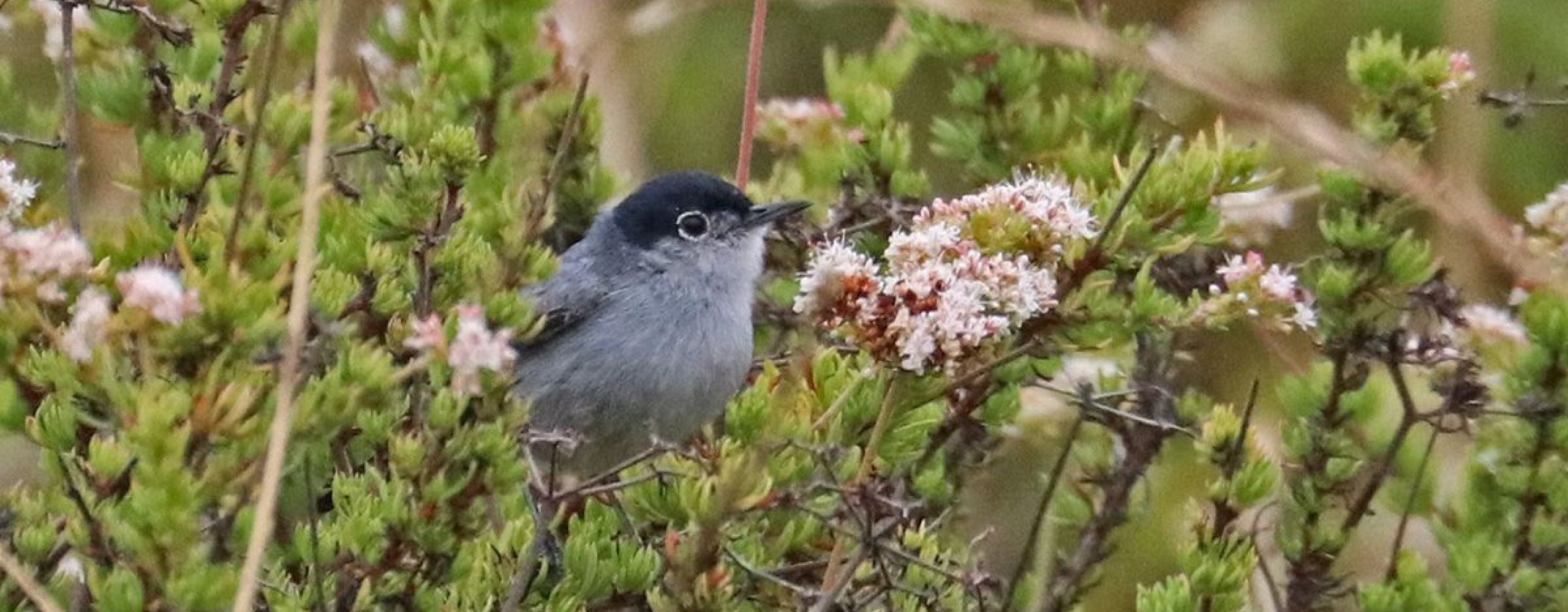 Outdoor birding