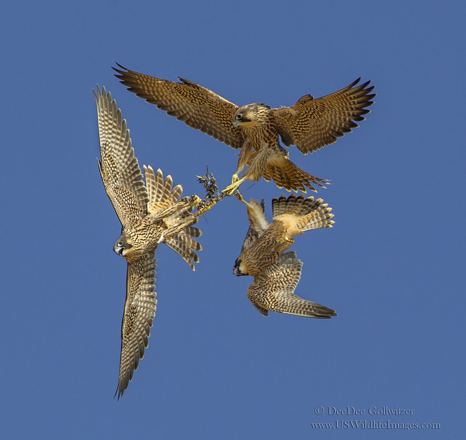 Tug of War Peregrines