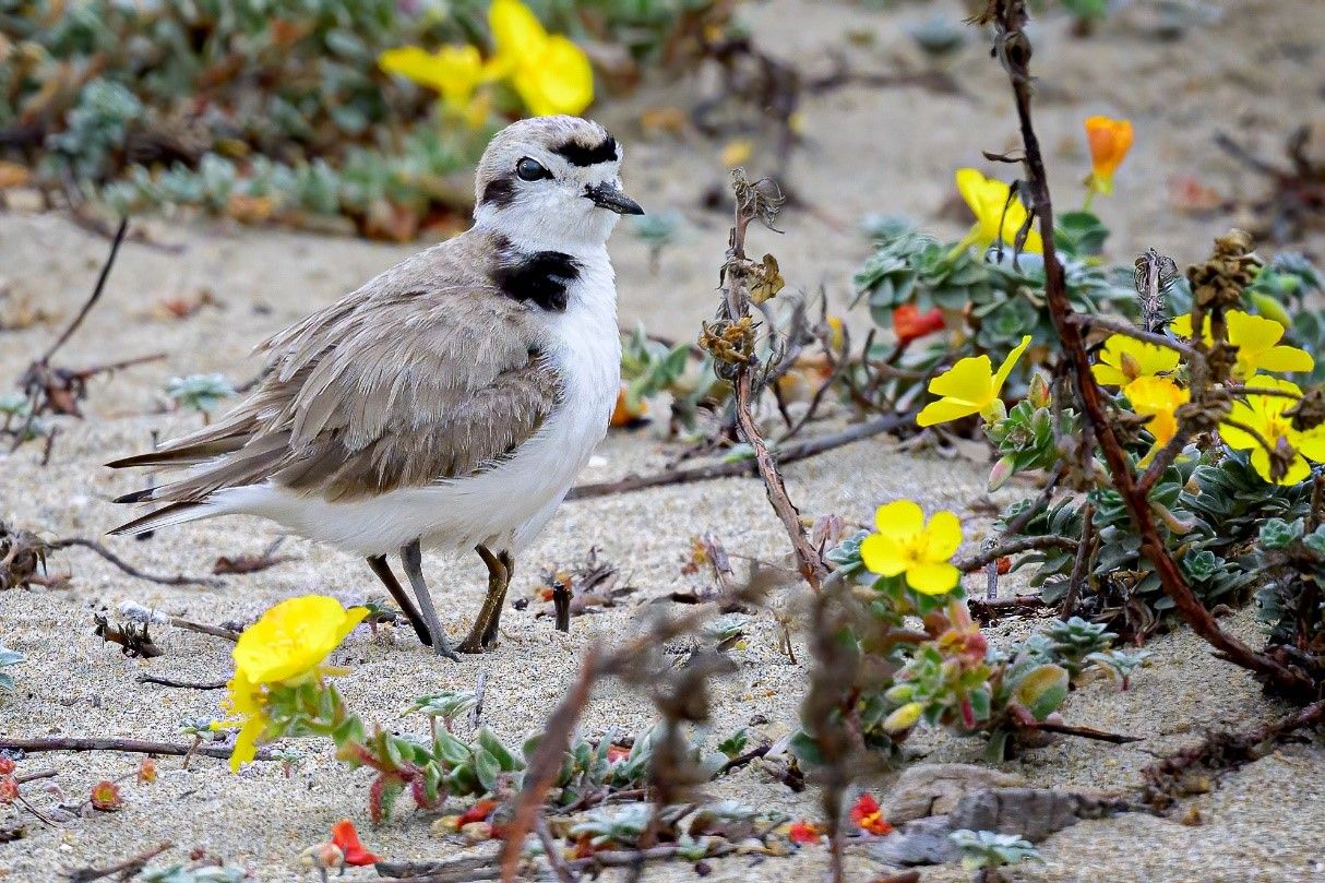 Western Snowy Plover with a Chick Safely Tucked Under its Wings