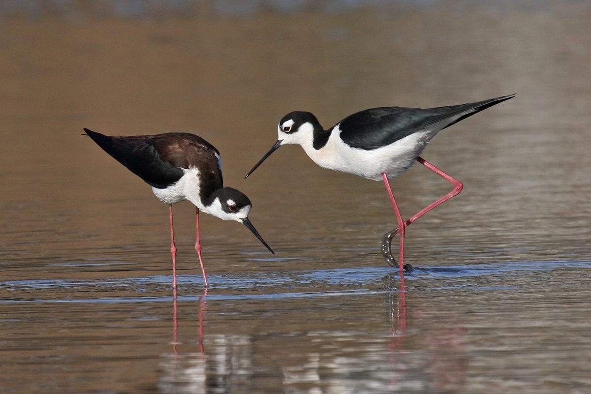 Black-necked Stilt 