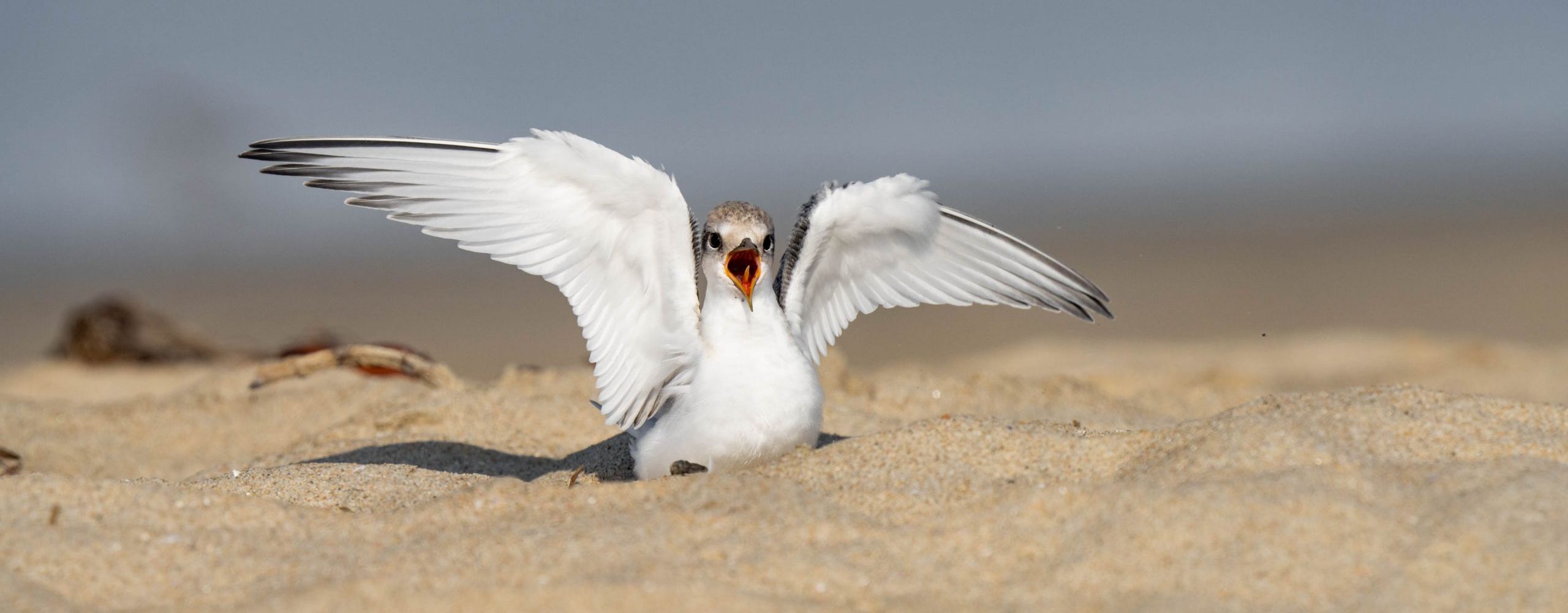 Least Tern Fledgling