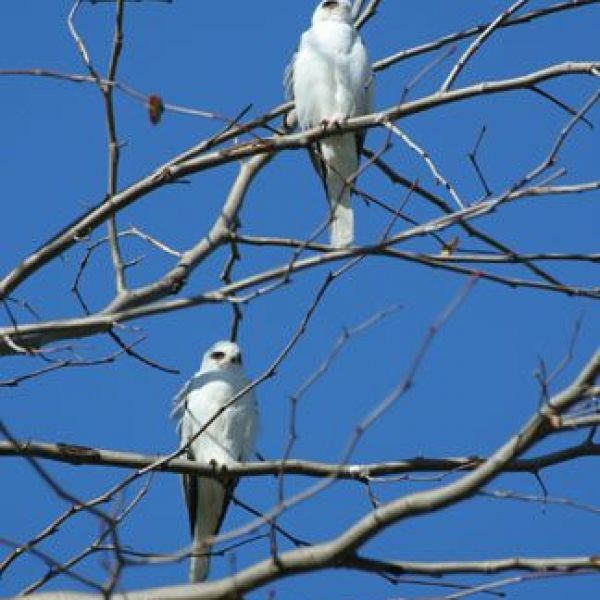 San Joaquin Wildlife Sanctuary - photo by R.L. Kenyon