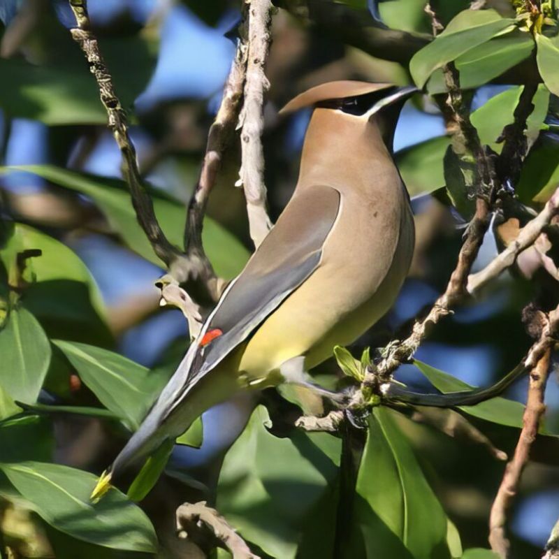 Cedar Waxwing photo by Dr. Bruce Odou