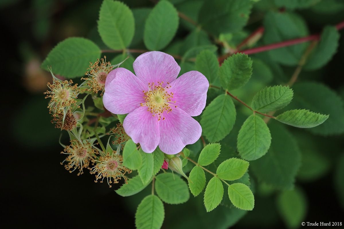 CALIF WILD ROSE