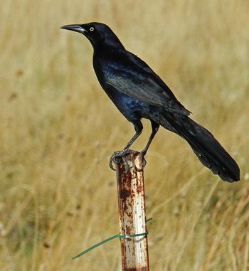 Grackle