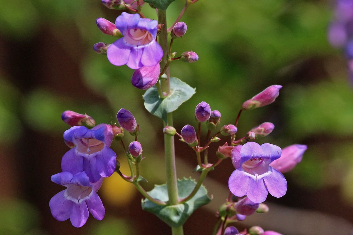 SHOWY PENSTEMON