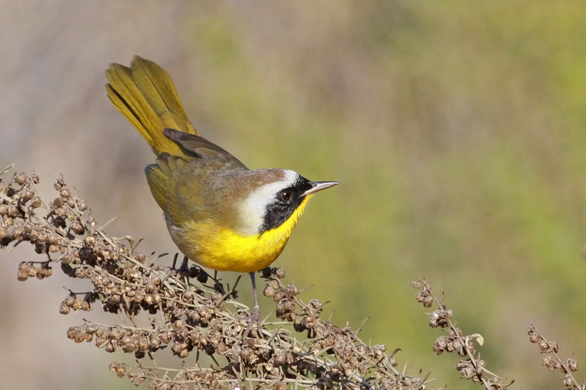 Common Yellowthroat