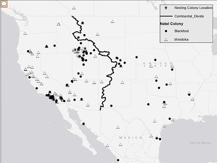 Pelican tagging project