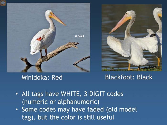 Pelican tagging project