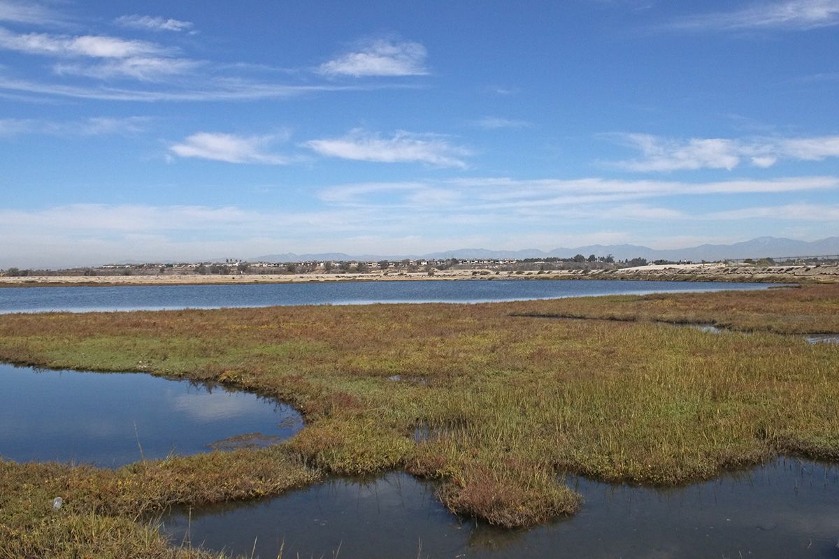 BOLSA CHICA IMG_3445x