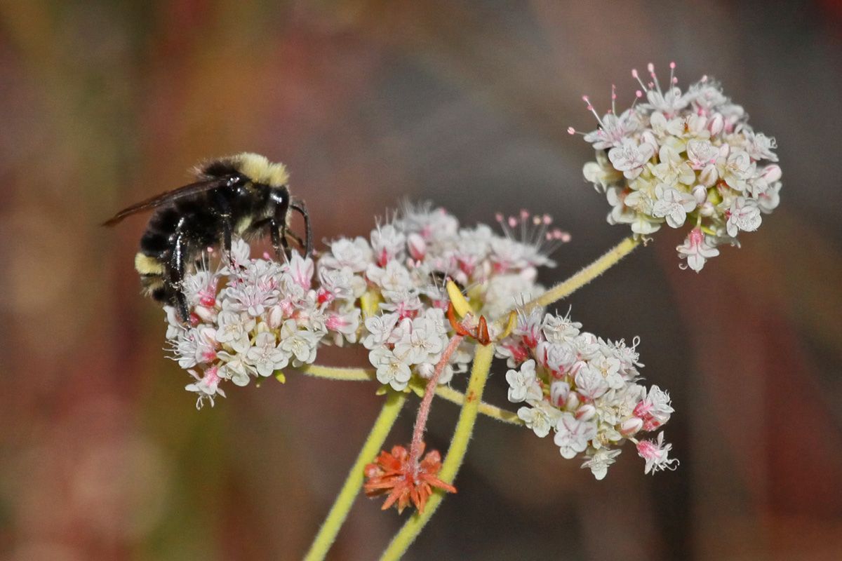 Bumblebee on Buckwheat 
