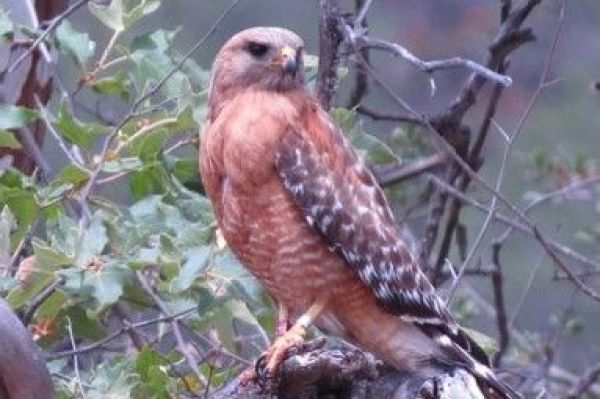 Trude Hurd Irvine Park