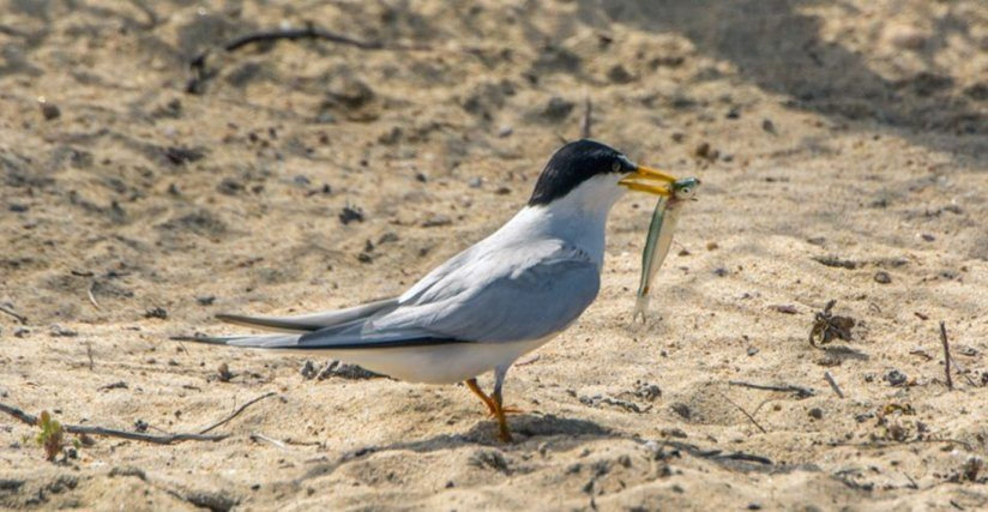 California Least Ternwith