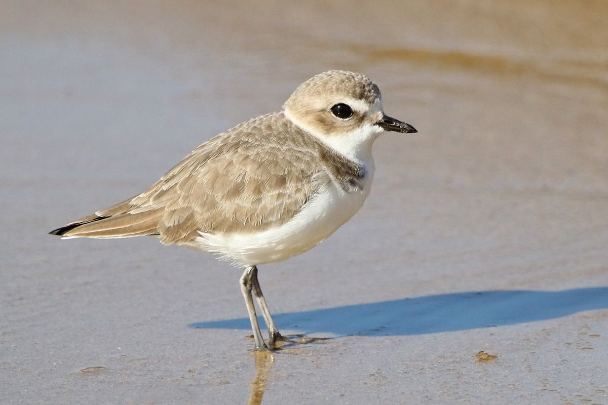SNOWY PLOVER