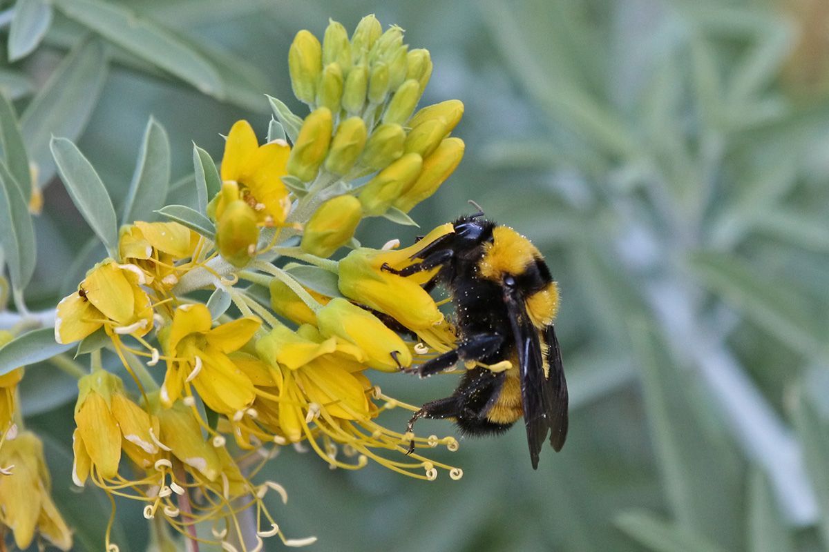 BUMBLEBEE ON BLADDERPOD 