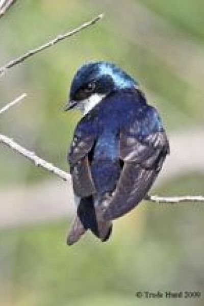 Swallow