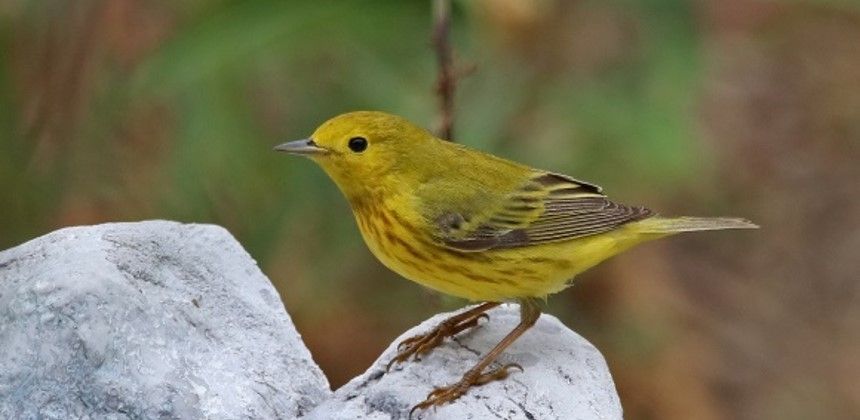 Yellow Warbler 