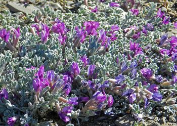 Lupine