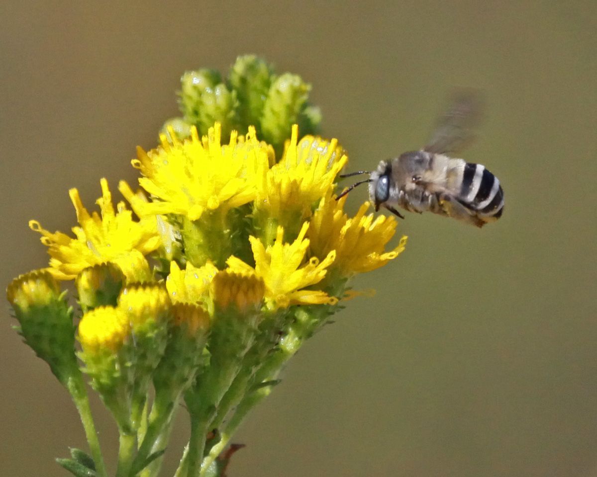 SAND BEE ON GOLDENROD I