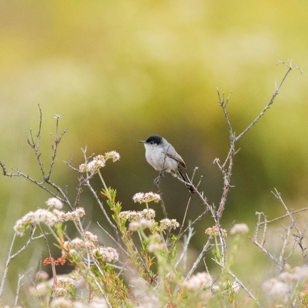 Photo by Sandrine Biziaux-Scherson