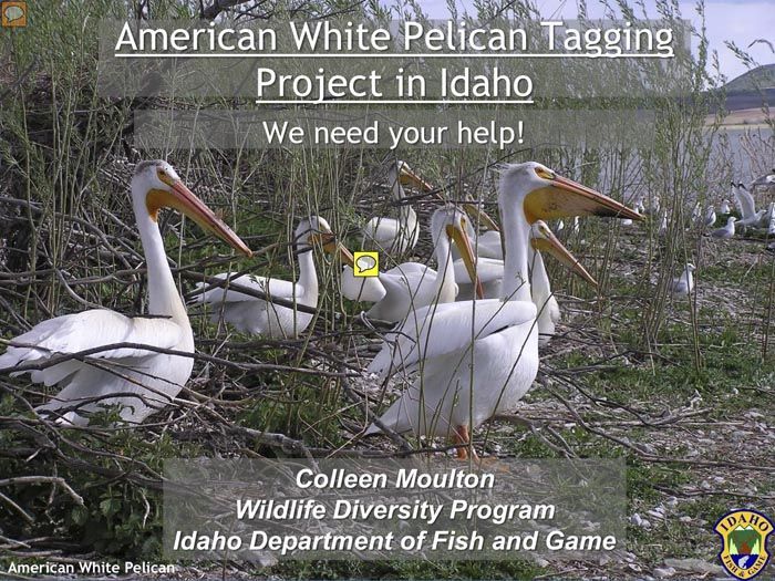 pelican tagging project