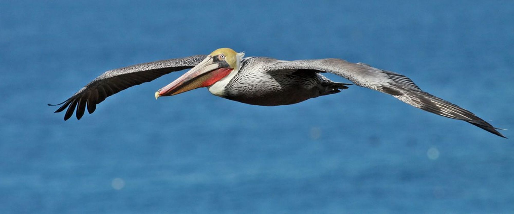 BROWN PELICAN